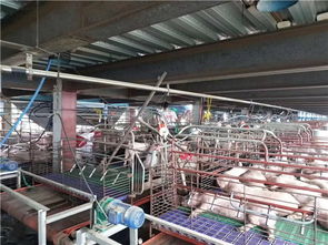 養(yǎng)豬場(chǎng)采暖設(shè)備選擇紐恩泰空氣能，為豬場(chǎng)提供冬季采暖服務(wù)