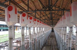 荷蘭大荷蘭人養豬設備介紹與圖片分享