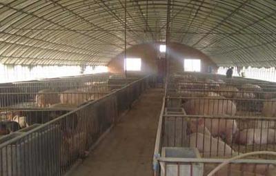 現(xiàn)代化生態(tài)養(yǎng)豬大棚建設(shè)與養(yǎng)豬設(shè)備指南