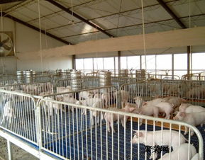 仔豬保育床價(jià)格與養(yǎng)豬設(shè)備生產(chǎn)廠家信息全解析