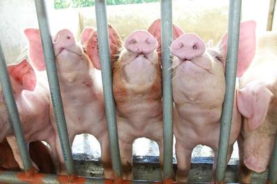 養(yǎng)豬設(shè)備中的環(huán)保智慧 綠色循環(huán)農(nóng)業(yè)的實(shí)踐探索