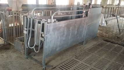 智能化養(yǎng)殖新紀(jì)元 自動(dòng)化母豬飼養(yǎng)管理系統(tǒng)的創(chuàng)業(yè)藍(lán)圖